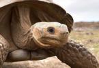 die lebensspanne von schildkroten wie alt werden sie